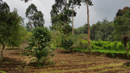 Tanah di Cikahuripan Lembang cocok untuk Kebun, Outbond Area, Glamping Area Dll