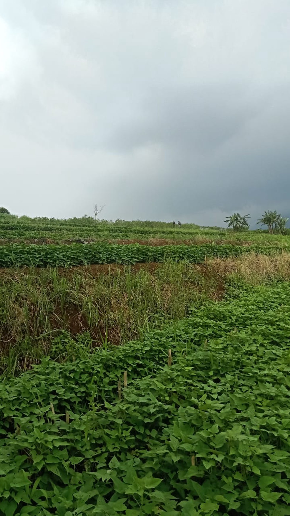 DI JUAL LAHAN PERTANIAN DAN BISA UNTUK PETERNAKAN