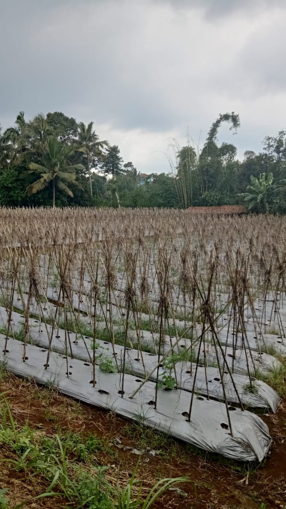 DI JUAL LAHAN PERTANIAN DAN BISA UNTUK PETERNAKAN