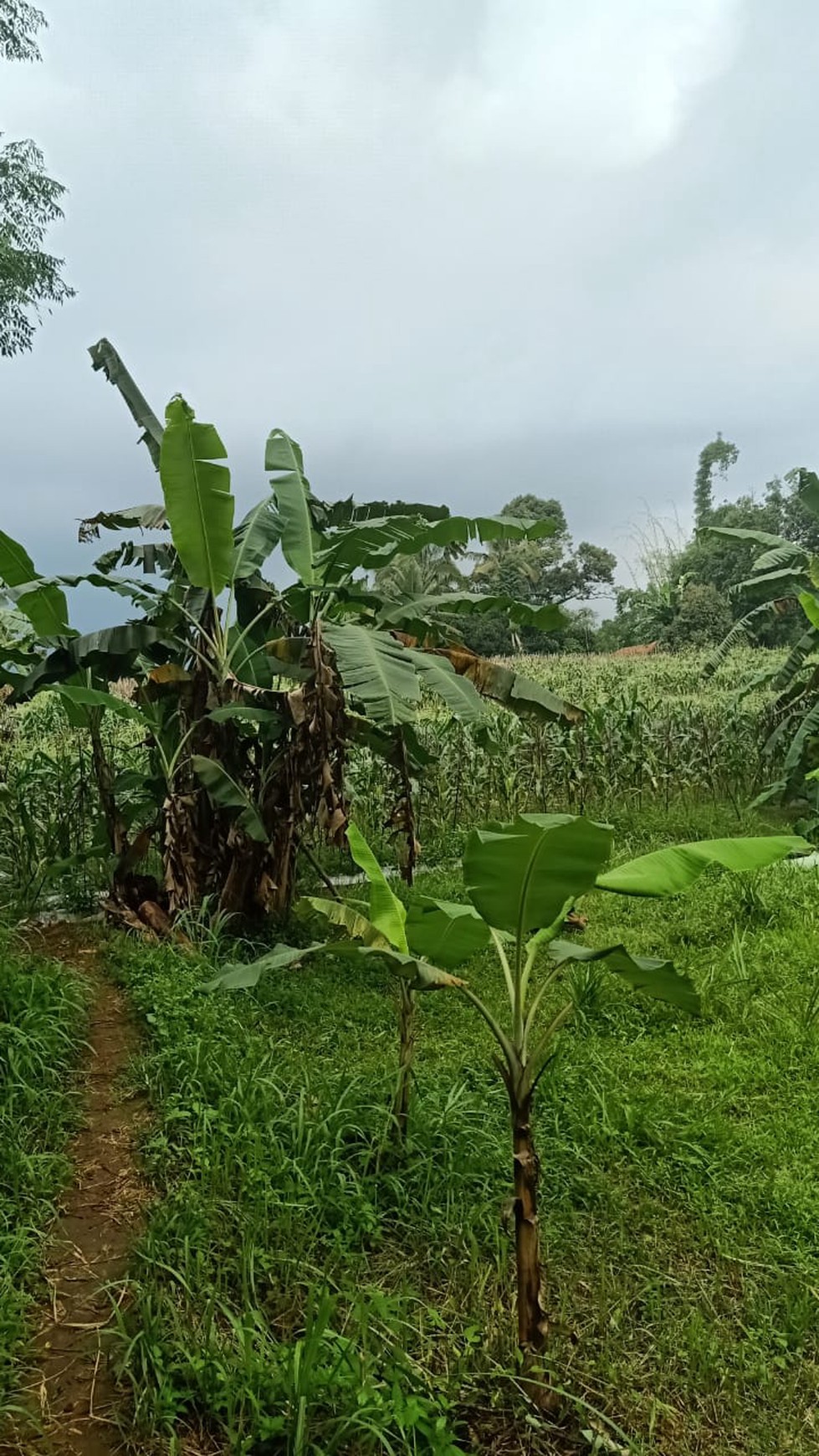 DI JUAL LAHAN PERTANIAN DAN BISA UNTUK PETERNAKAN