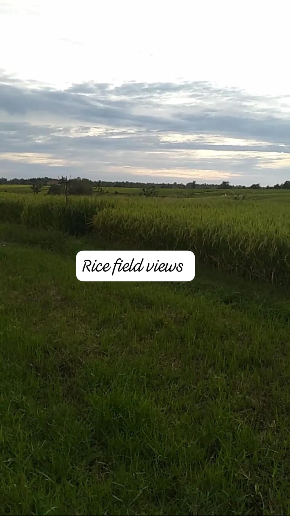 For Sale Freehold - Land in Selemadeg - Tabanan 