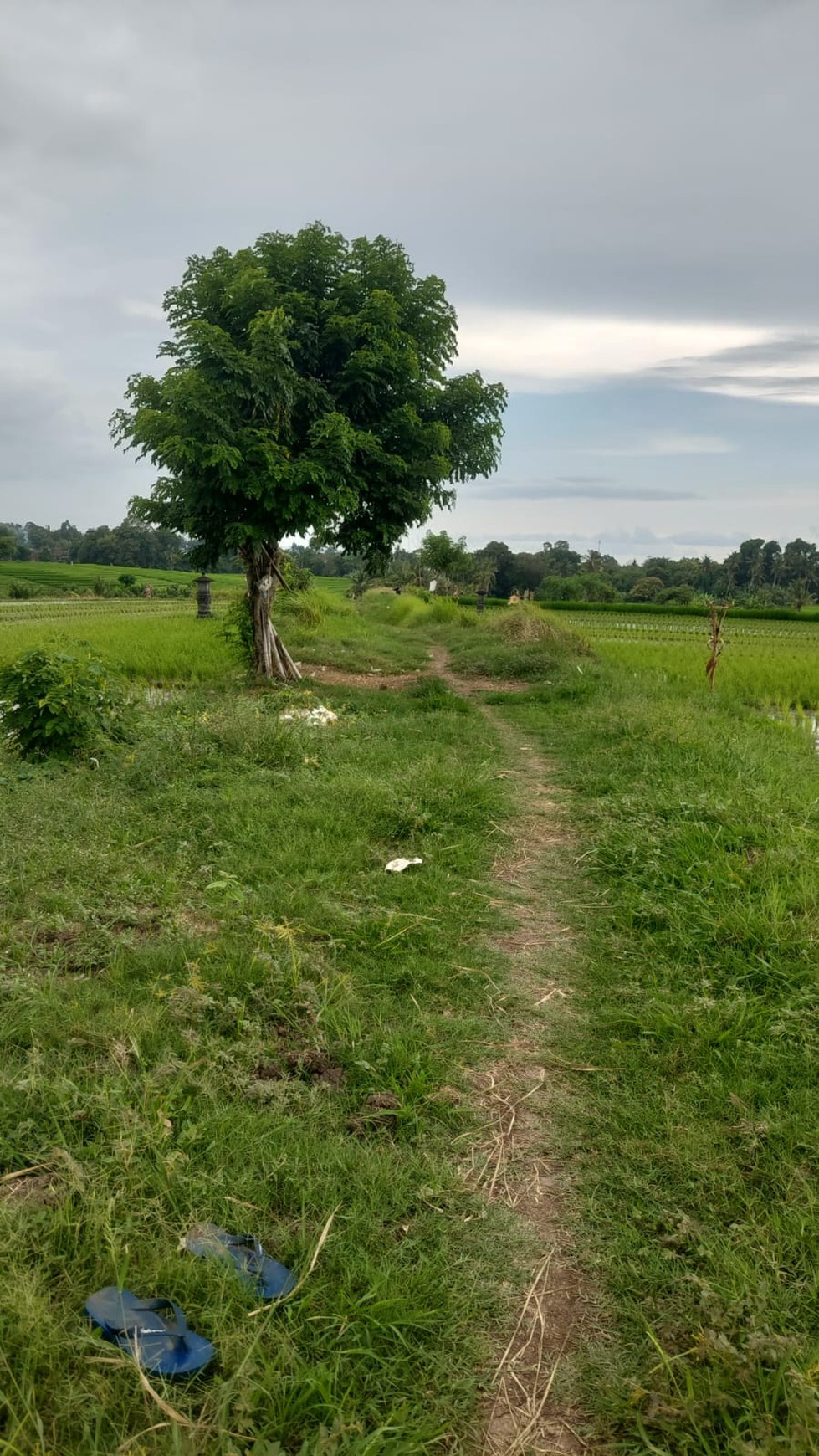 For Sale Freehold - Land in Selemadeg - Tabanan 