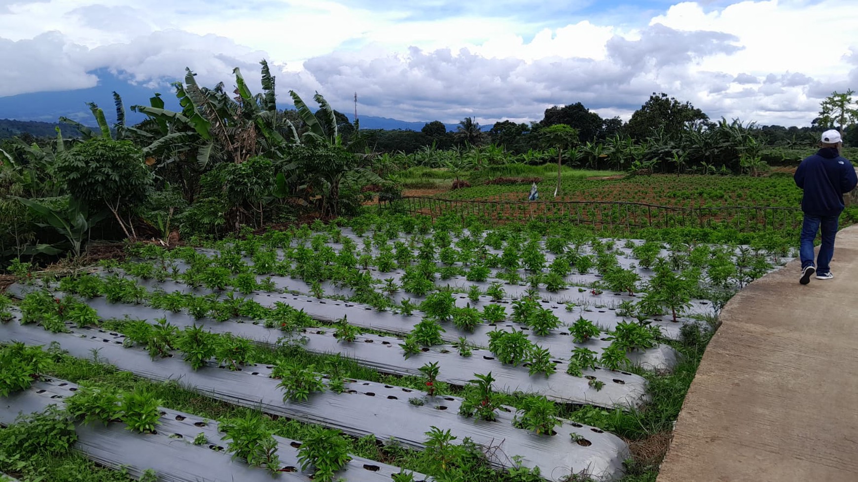 DI JUAL LAHAN COCOK UNTUK PETERNAKAN ATAU PERTANIAN