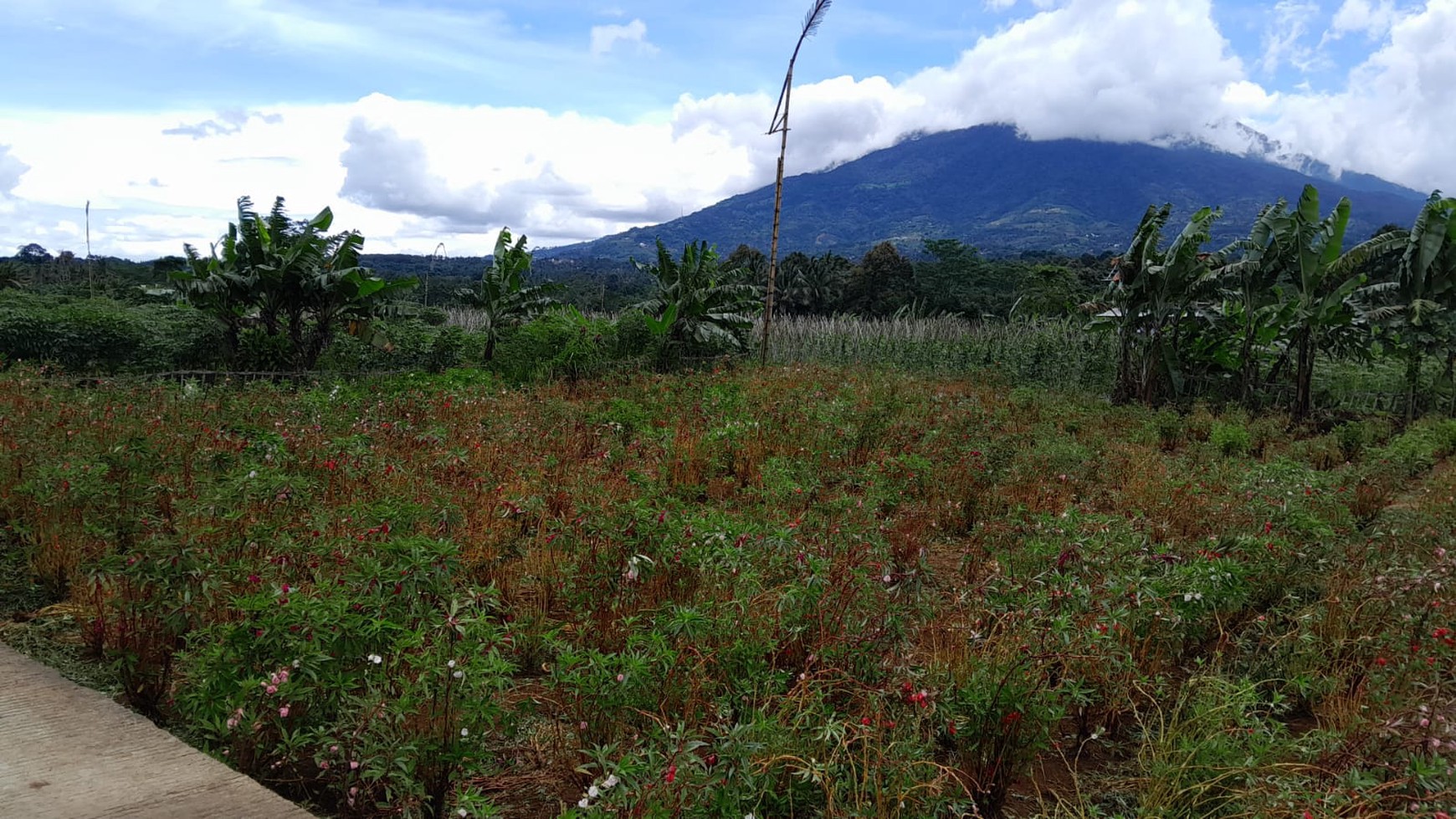 DI JUAL LAHAN COCOK UNTUK PETERNAKAN ATAU PERTANIAN