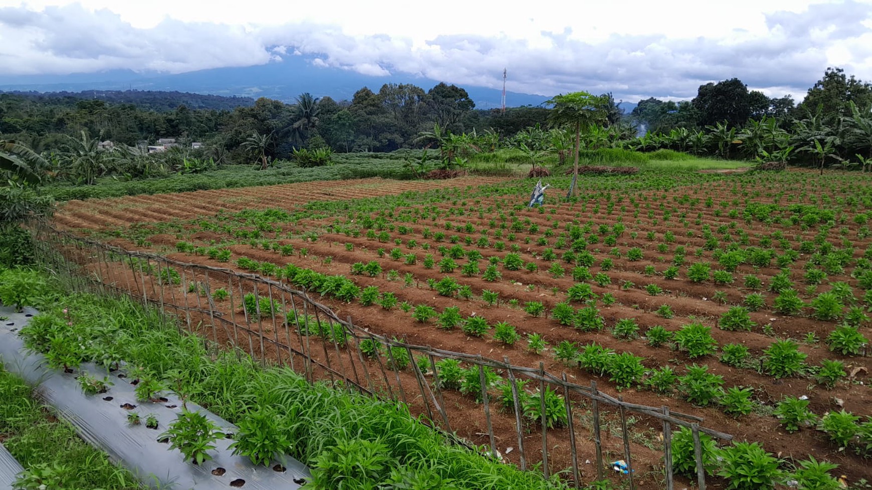 DI JUAL LAHAN COCOK UNTUK PETERNAKAN ATAU PERTANIAN