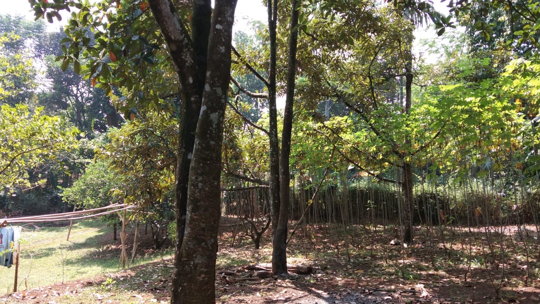 Tanah Kebun Luas Menghasilkan di Cibubulang Kab. Bogor