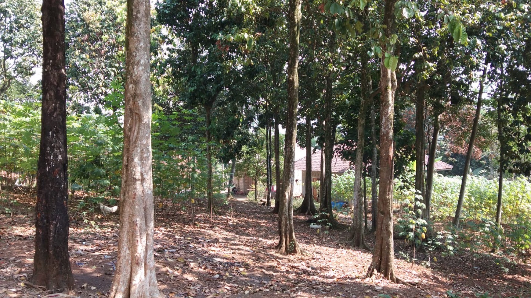 Tanah Kebun Luas Menghasilkan di Cibubulang Kab. Bogor