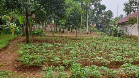 Tanah Kebun Luas Menghasilkan di Cibubulang Kab. Bogor