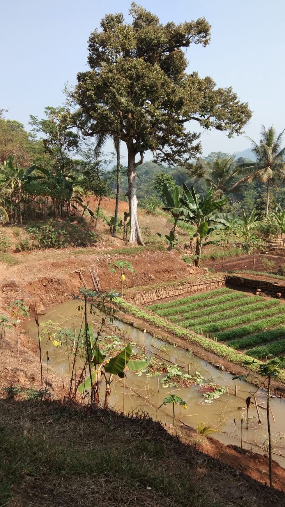 Tanah Kebun Luas Menghasilkan di Cibubulang Kab. Bogor