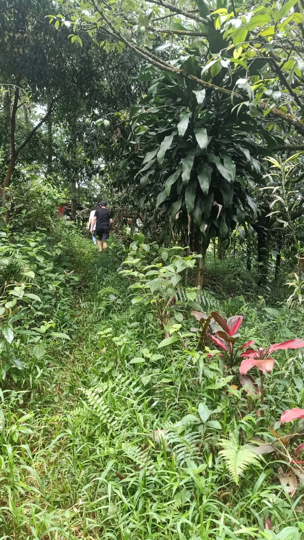 DI JUAL LAHAN DITENGAH KEBUN YANG ASRI