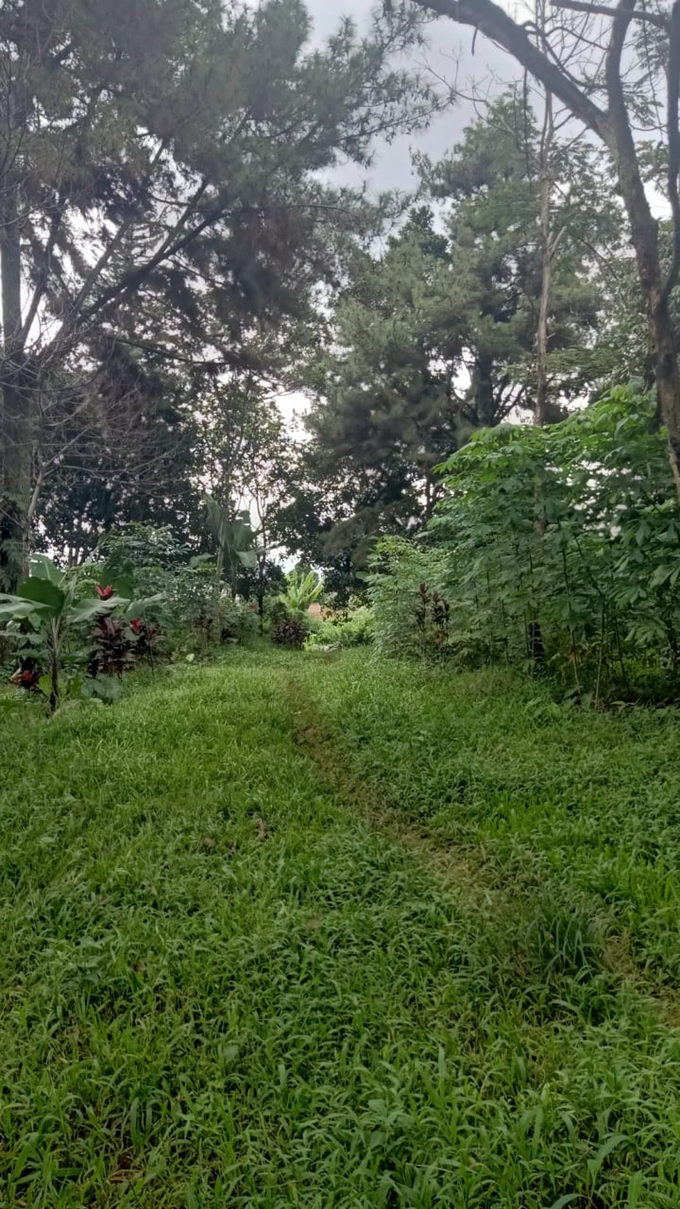 DI JUAL LAHAN DITENGAH KEBUN YANG ASRI