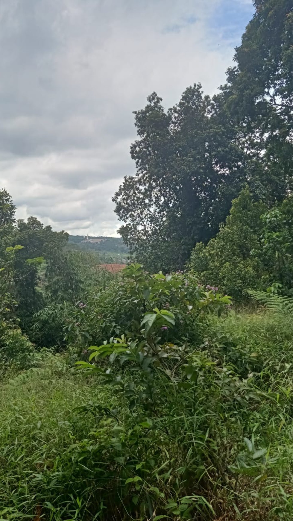 DI JUAL LAHAN DITENGAH KEBUN YANG ASRI