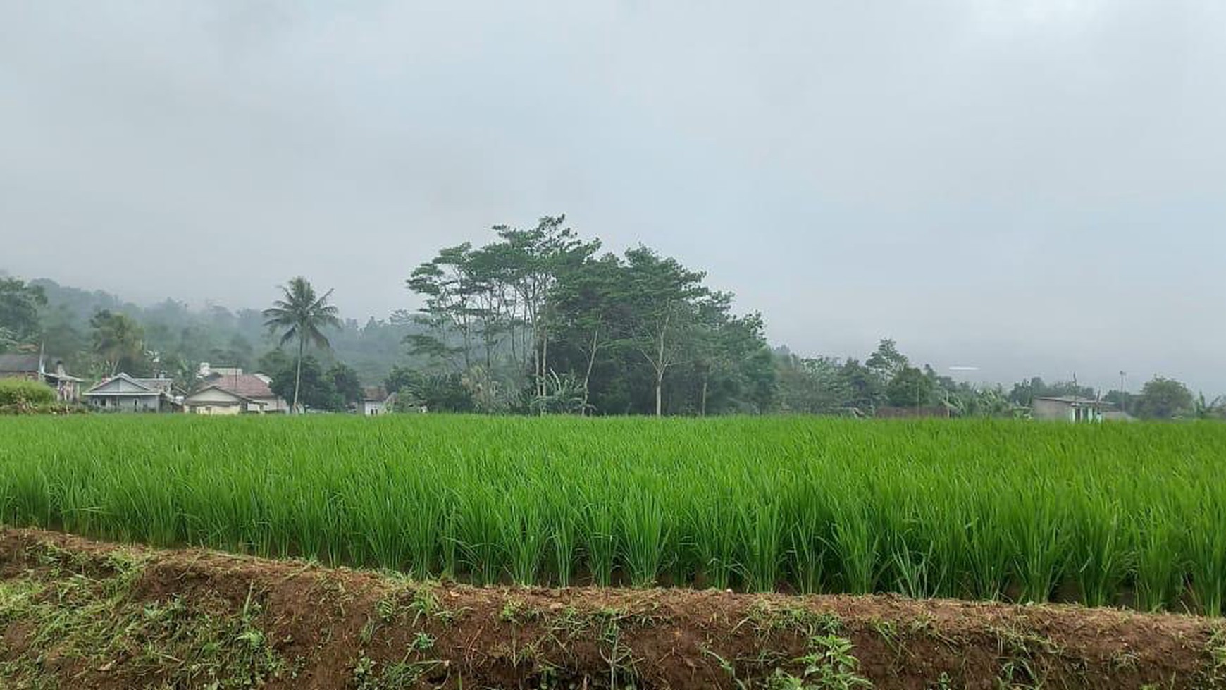 Tanah Sawah di Cigombong Kabupaten Bogor Lokasi Strategis