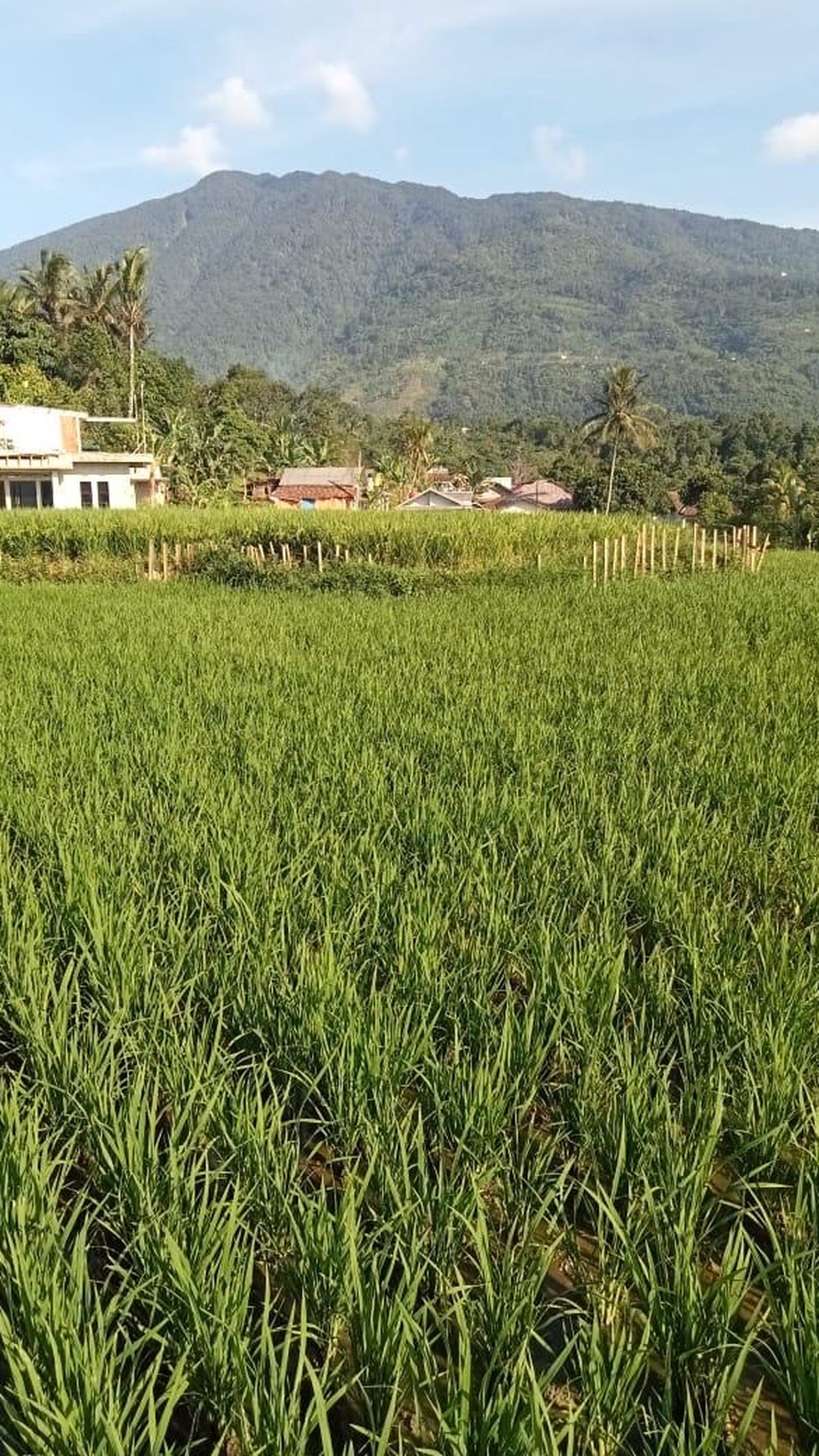 Tanah Sawah di Cigombong Kabupaten Bogor Lokasi Strategis