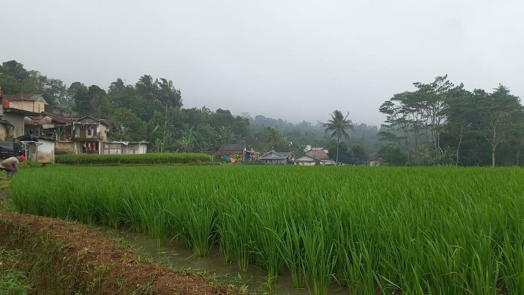 Tanah Sawah di Cigombong Kabupaten Bogor Lokasi Strategis