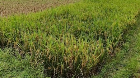 Tanah Sawah di Nanggung Kabupaten Bogor 5,5 HA