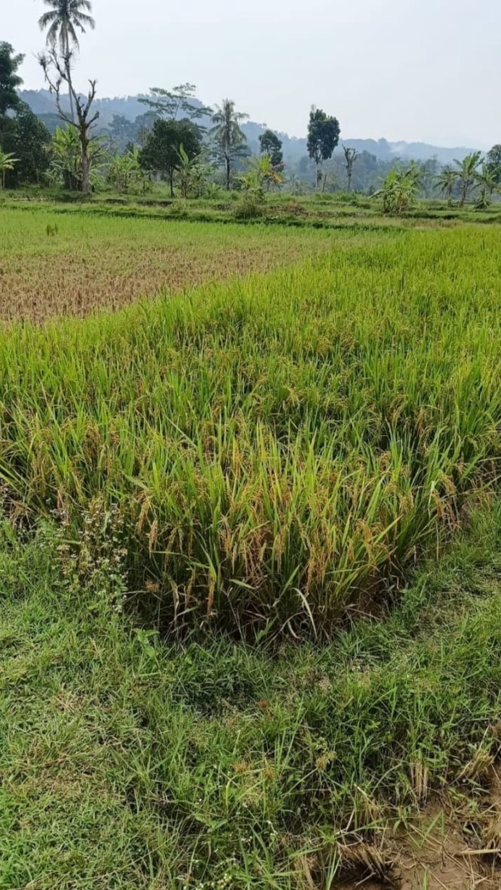 Tanah Sawah di Nanggung Kabupaten Bogor 5,5 HA