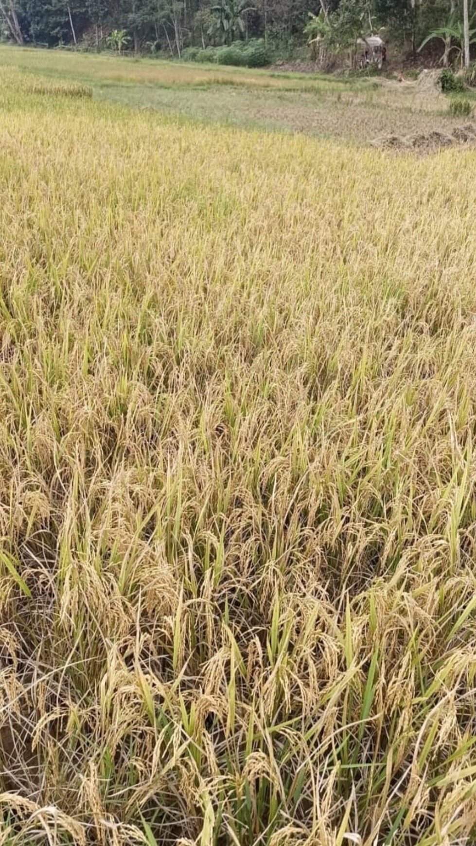 Tanah Sawah di Nanggung Kabupaten Bogor 5,5 HA