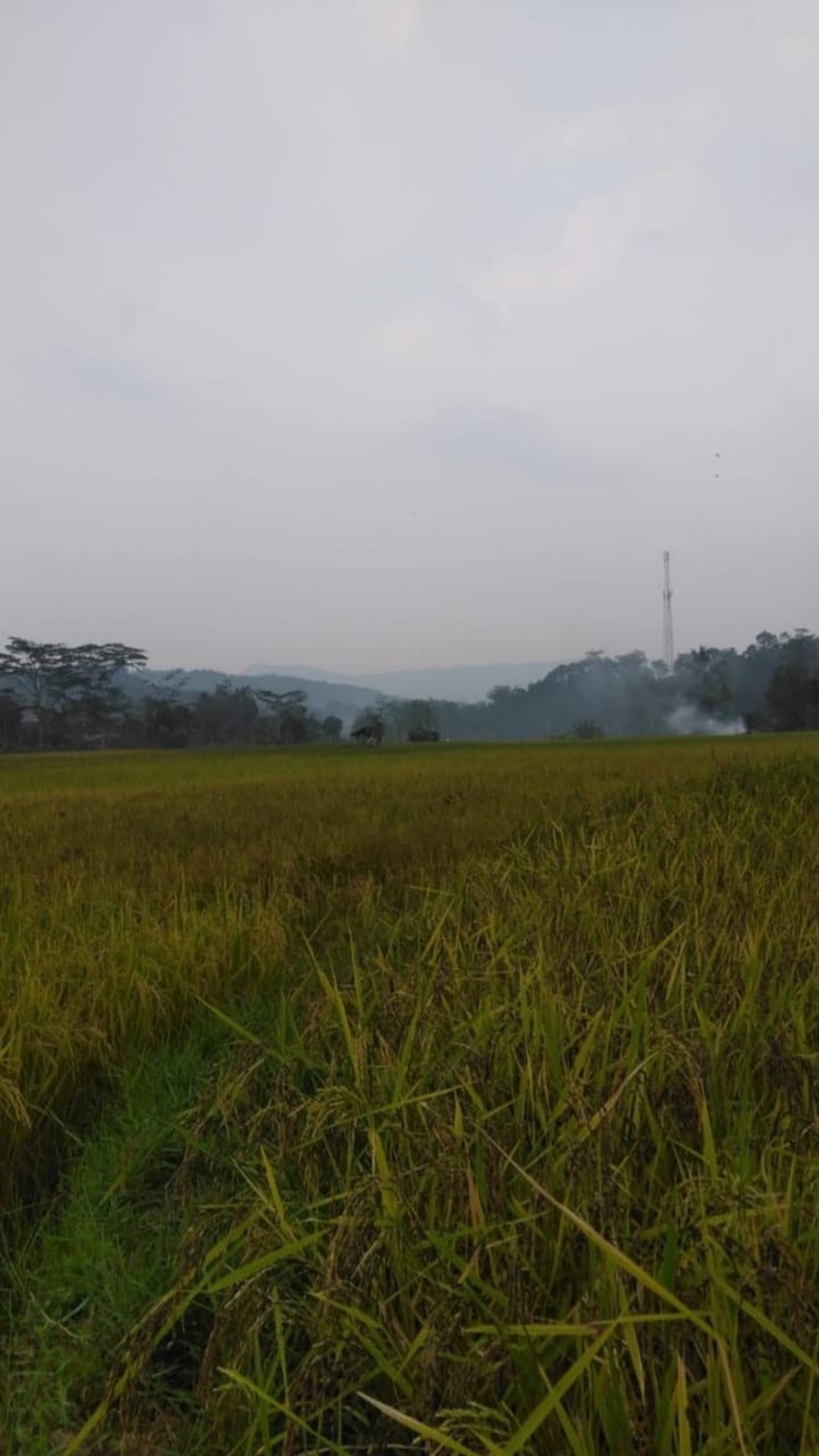 Tanah Sawah di Nanggung Kabupaten Bogor 5,5 HA