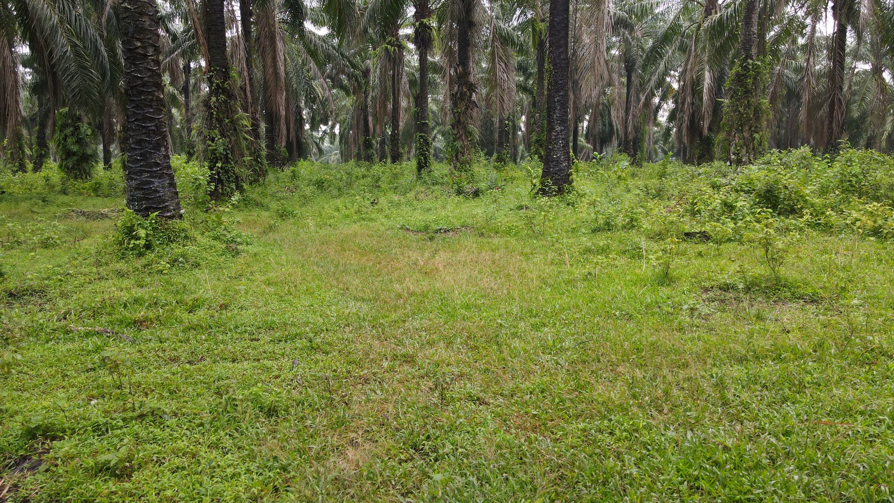 Tanah murah 22.000 meter Narimbang, RangkasBitung