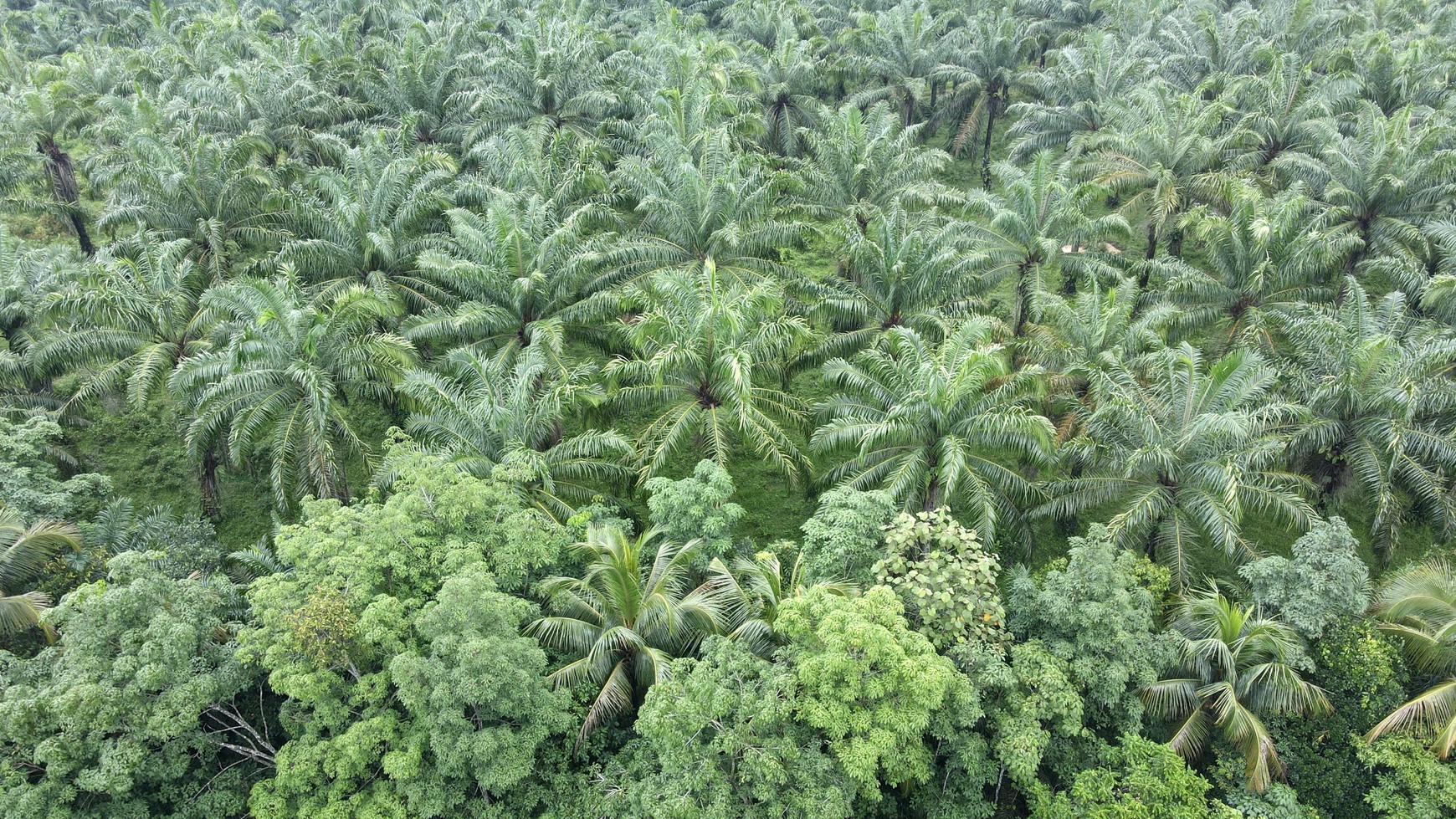 Tanah murah 22.000 meter Narimbang, RangkasBitung