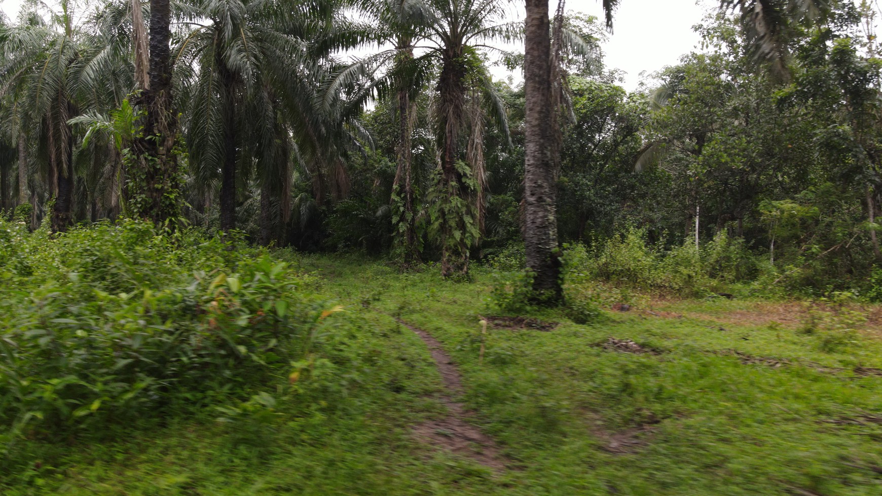 Tanah murah 22.000 meter Narimbang, RangkasBitung