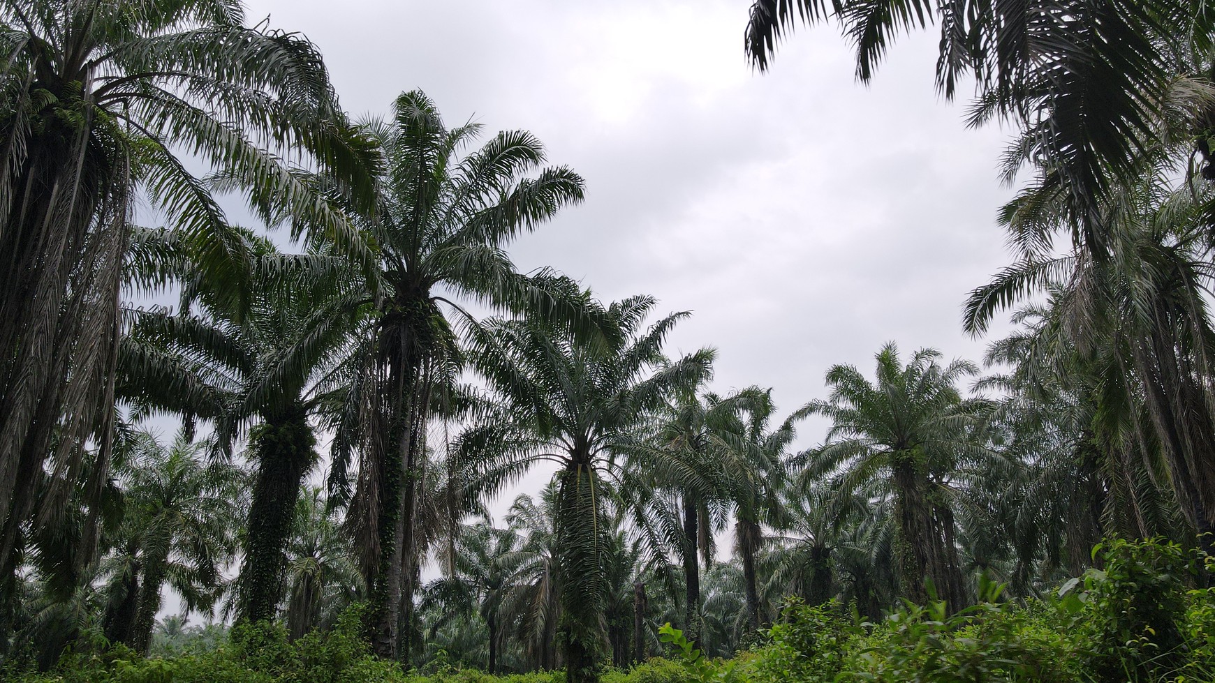 Tanah murah 22.000 meter Narimbang, RangkasBitung