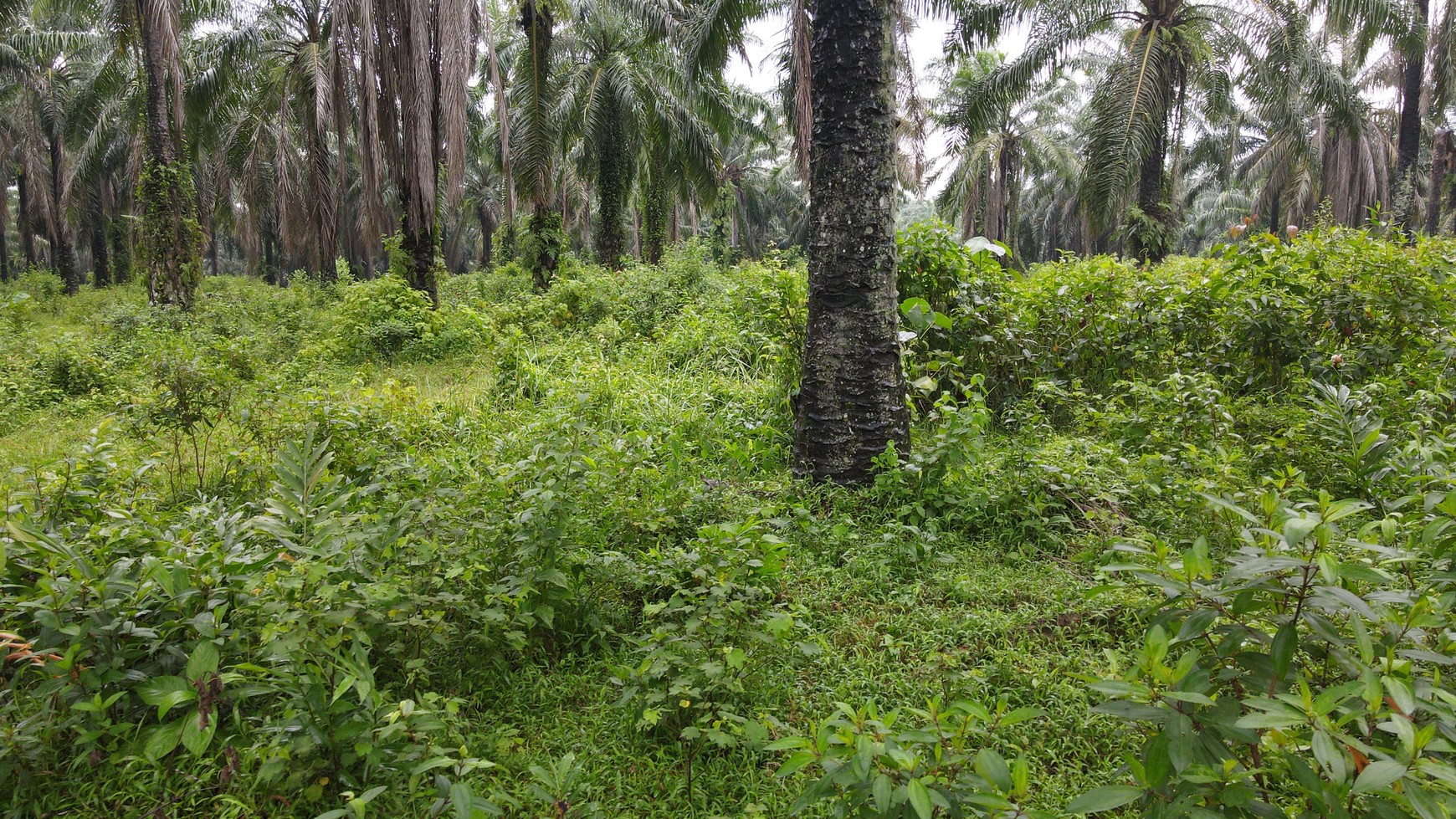 Tanah murah 22.000 meter Narimbang, RangkasBitung