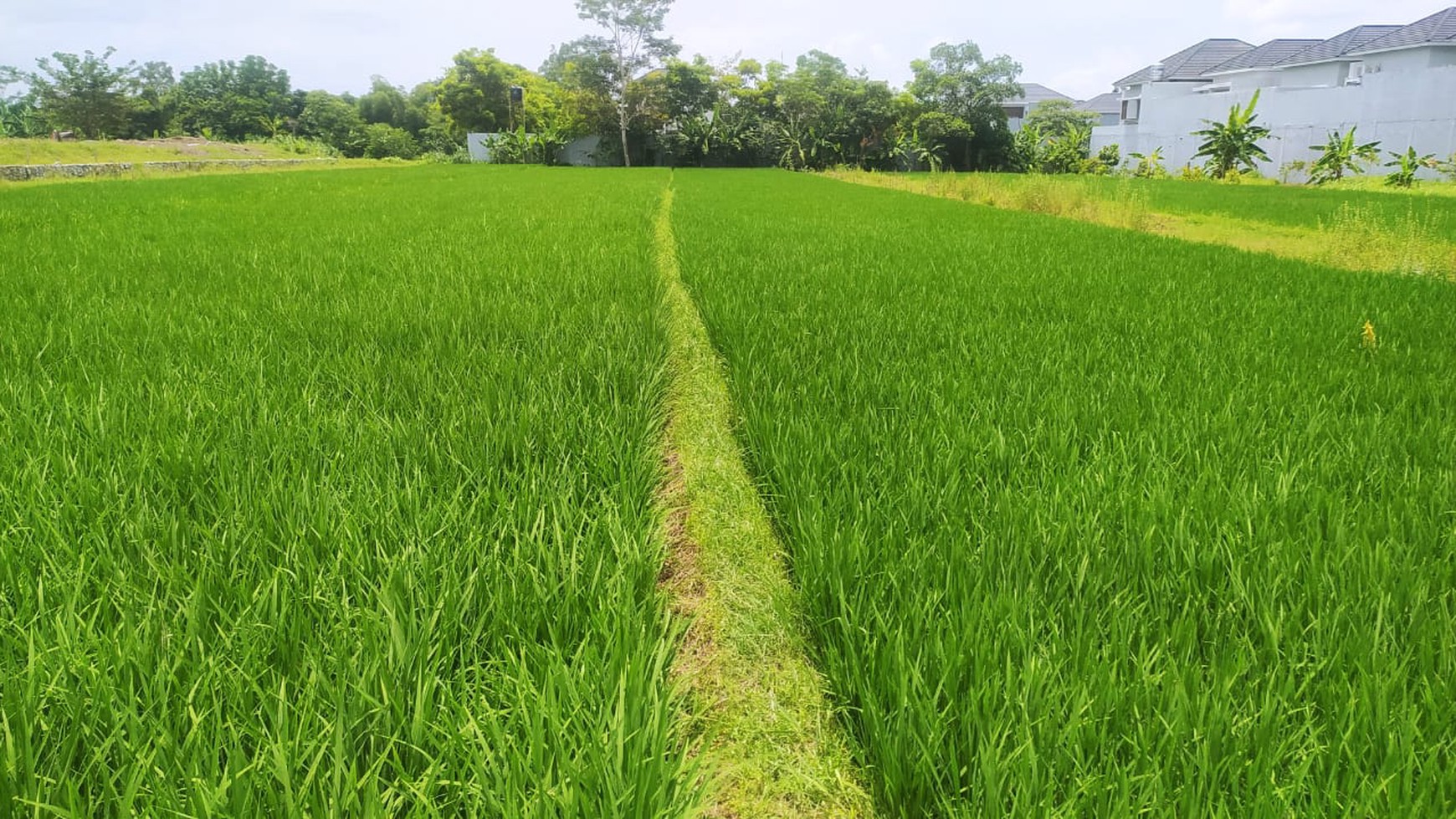 Tanah Sawah Luas 2028 Meter Persegi Lokasi Strategis Dekat Kantor Pemkab Sleman