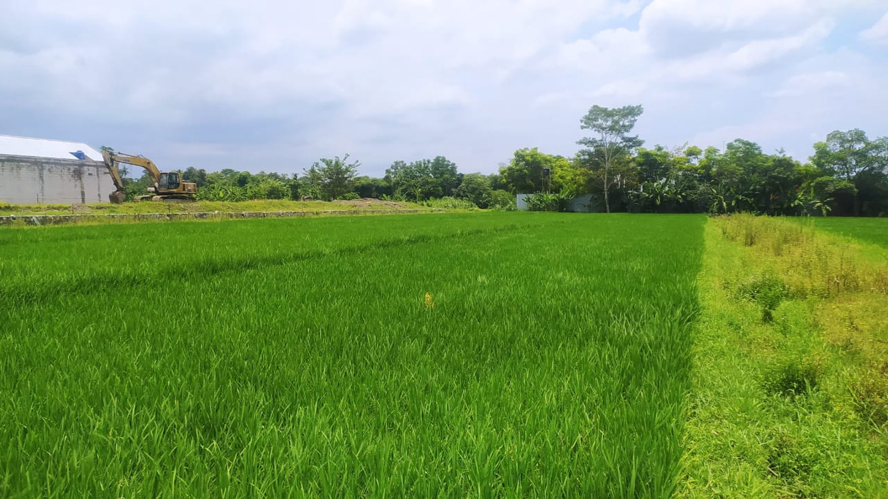 Tanah Sawah Luas 2028 Meter Persegi Lokasi Strategis Dekat Kantor Pemkab Sleman