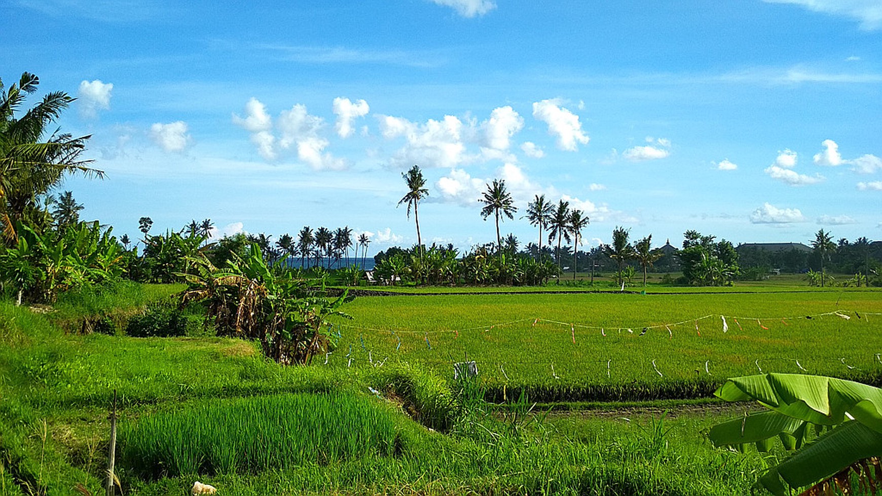 Freehold Land Close To Komune Beach Club Walking Distance To The Beach Bali