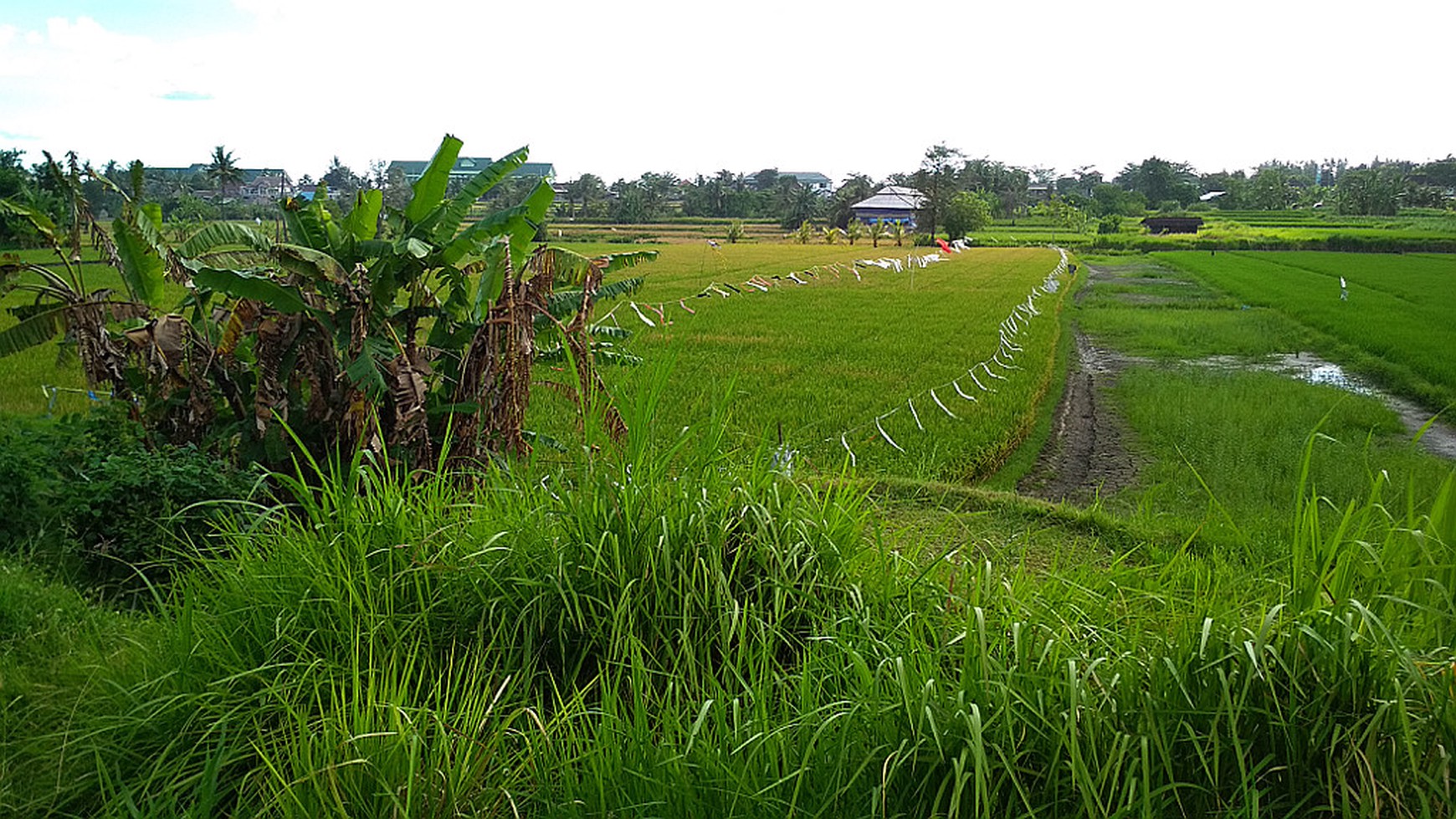 Freehold Land Close To Komune Beach Club Walking Distance To The Beach Bali