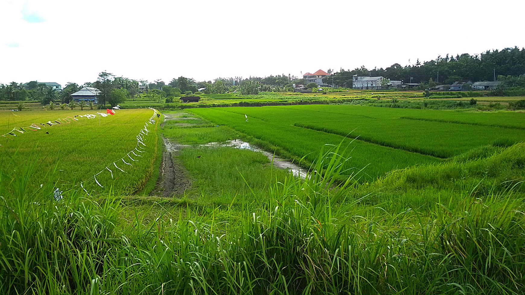 Freehold Land Close To Komune Beach Club Walking Distance To The Beach Bali