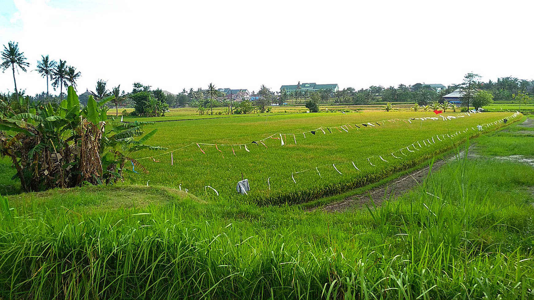 Freehold Land Close To Komune Beach Club Walking Distance To The Beach Bali