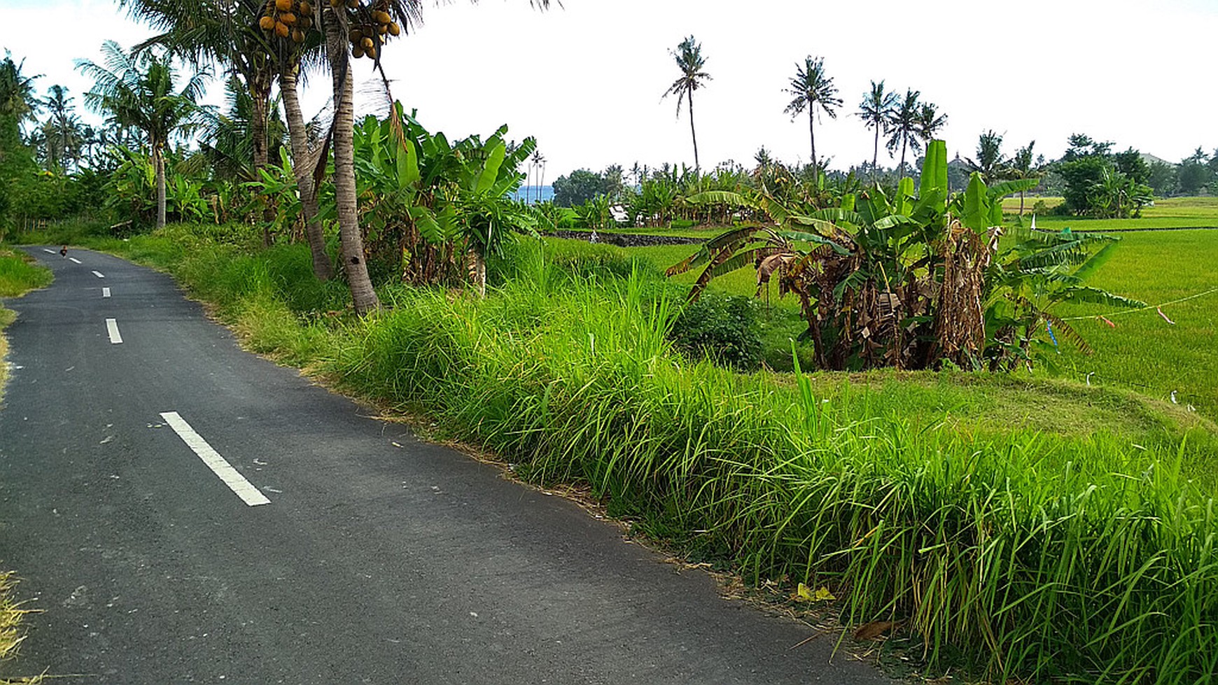 Freehold Land Close To Komune Beach Club Walking Distance To The Beach Bali