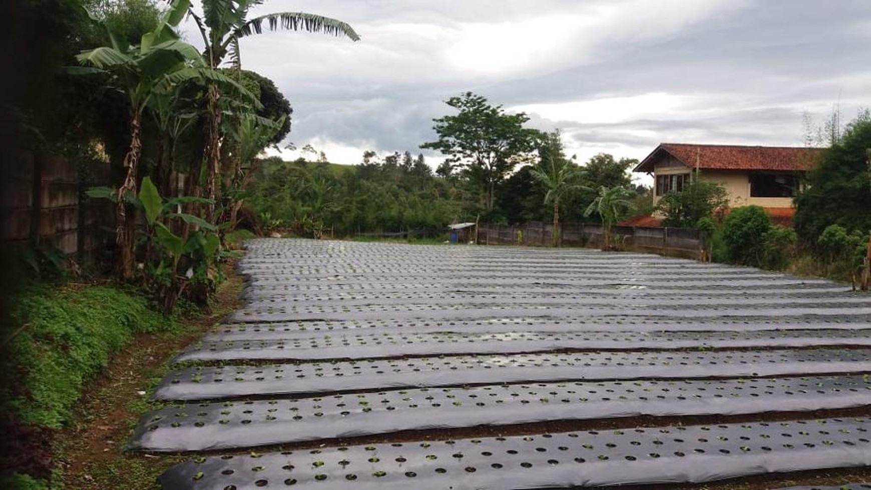 Tanah Luas Cisarua dekat Taman Safari 