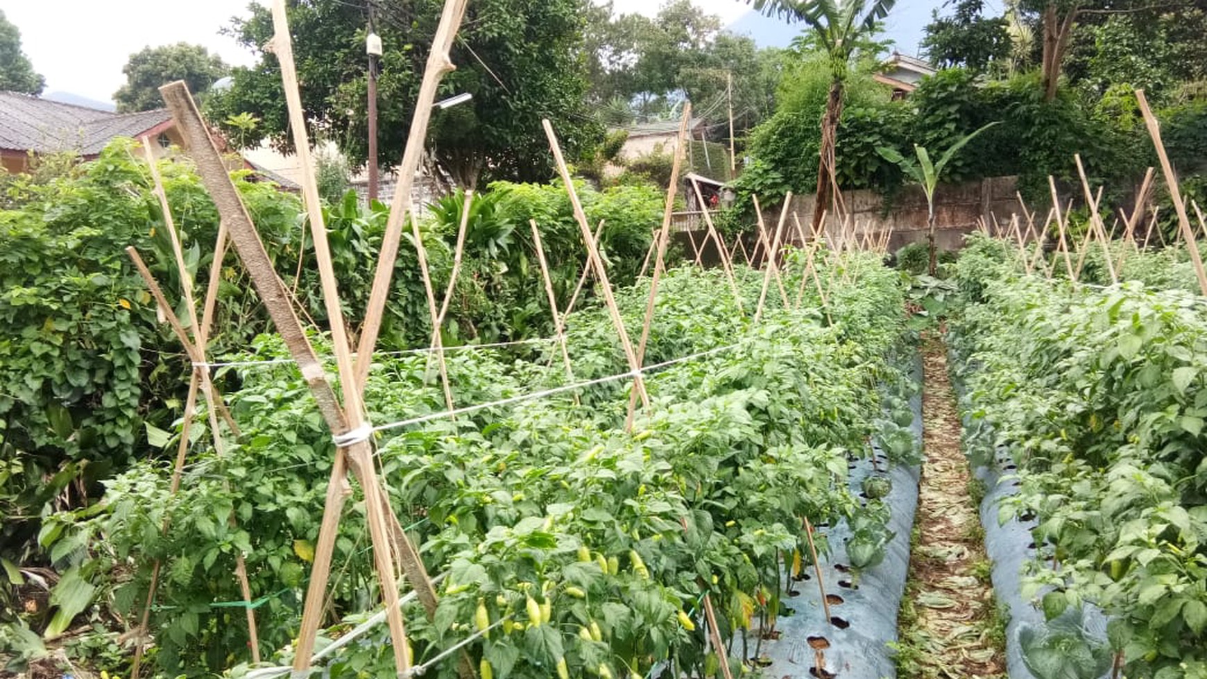 Tanah Luas Cisarua dekat Taman Safari 