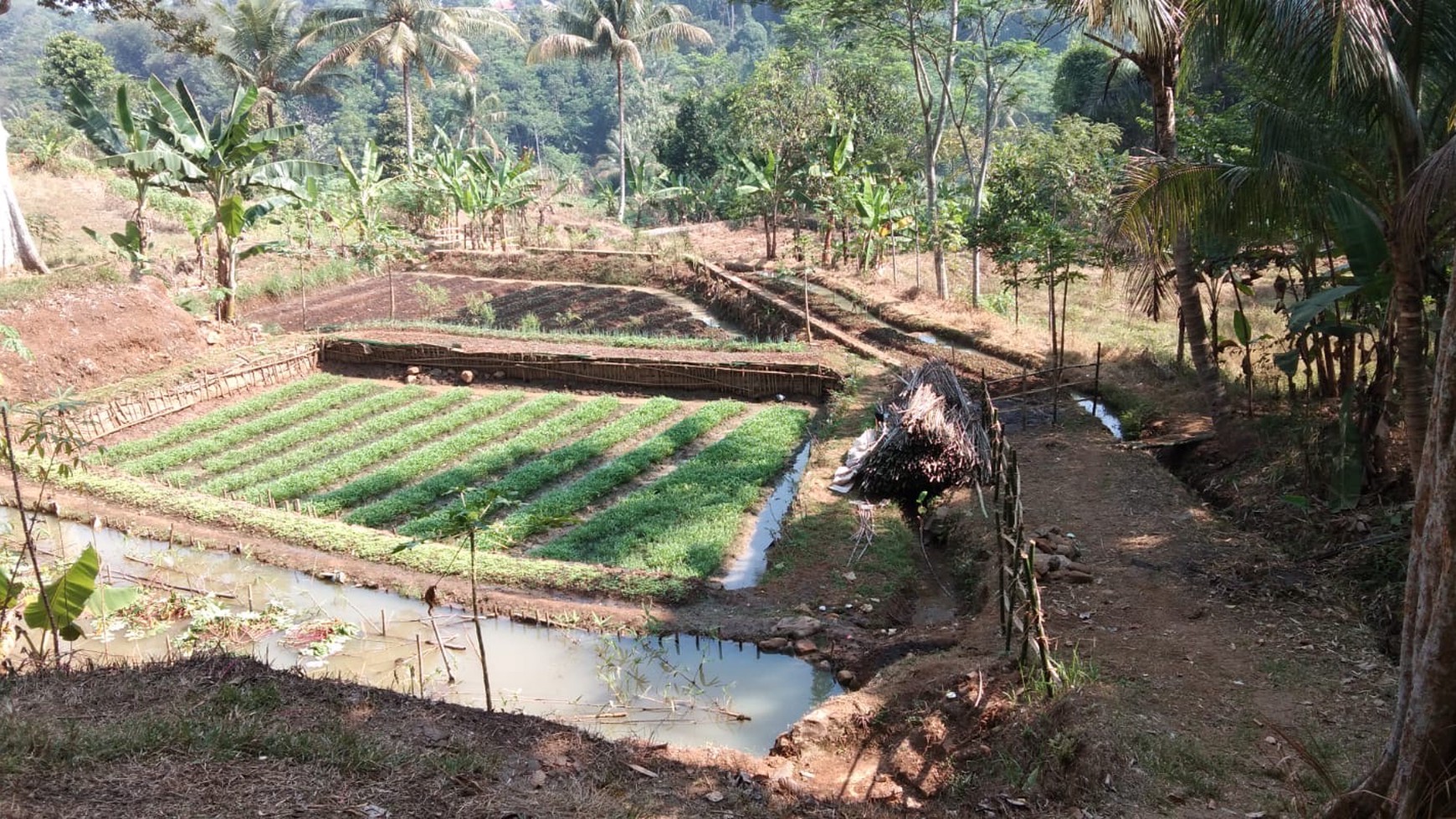 Tanah Kebun Luas 3610 m2, Bonus Rumah di Cibungbulang Kabupaten Bogor