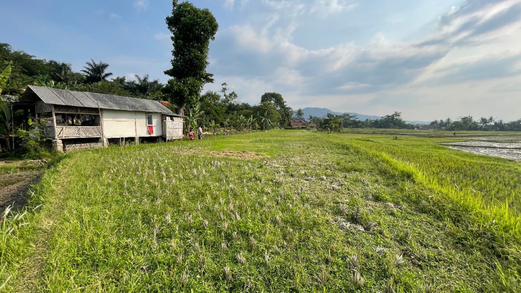 Kaving Siap Bangun di Desa Sukaratu Cianjur