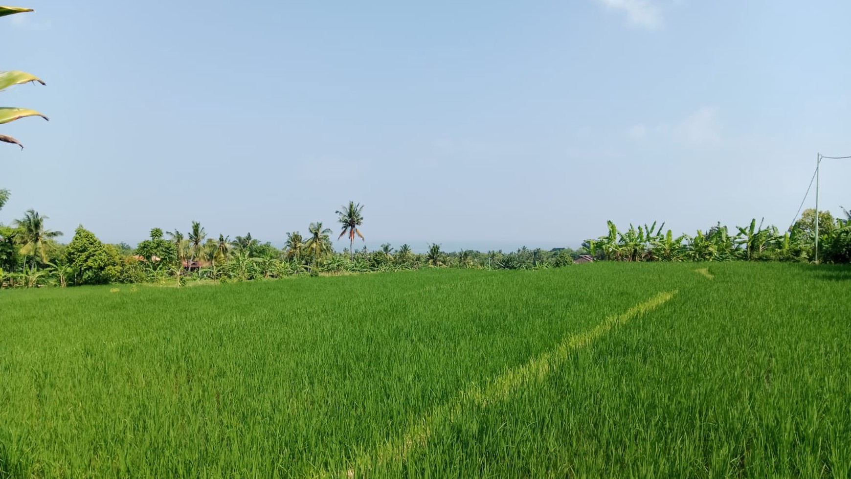 Land With rice Field view and Ocean view For Sale In Lovina