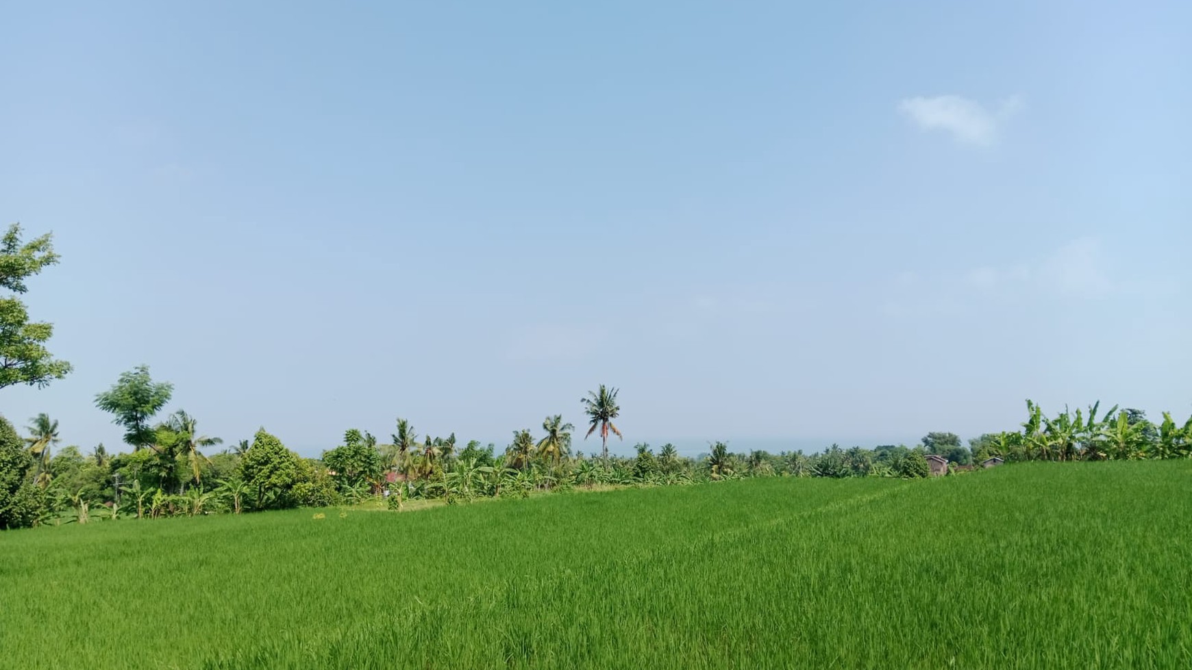 Land With rice Field view and Ocean view For Sale In Lovina
