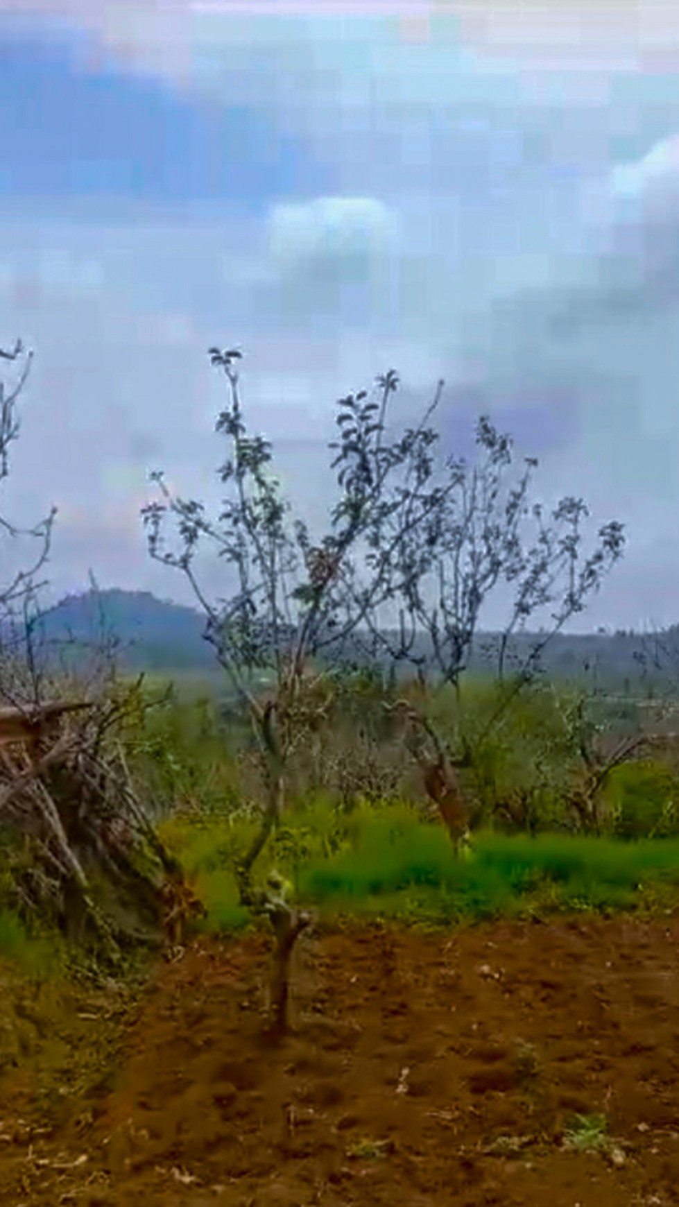 DIJUAL TANAH PERKEBUNAN DI BATU, MALANG, COCOK UNTUK KEBUN BUAH, VILLA  /  Farming Property For Sale in Batu, Malang