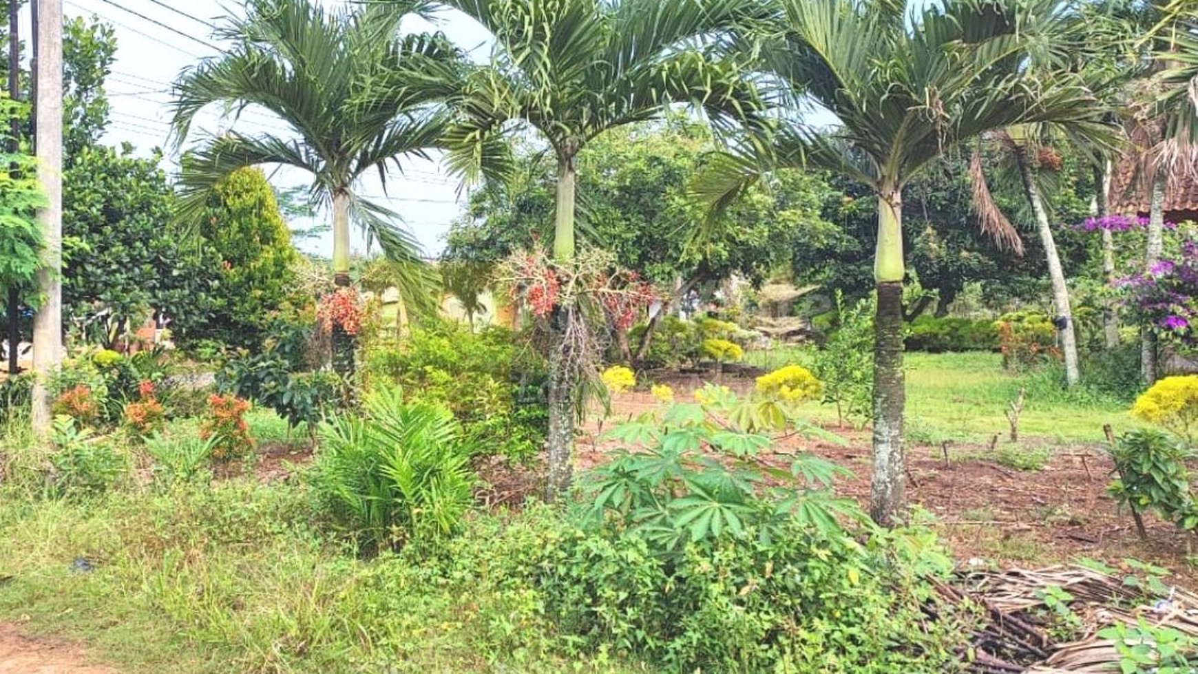 Rumah Berlahan Luas Kota Bumi Lampura