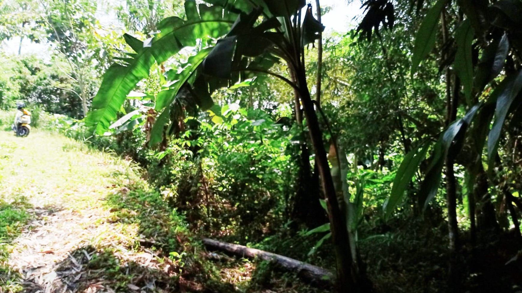 Tanah Sawah Luas 4400 Meter Persegi Lokasi Dawung Tegalrejo Magelang