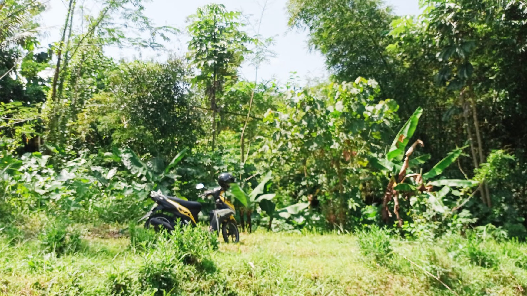 Tanah Sawah Luas 4400 Meter Persegi Lokasi Dawung Tegalrejo Magelang