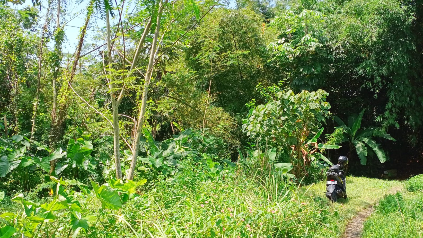 Tanah Sawah Luas 4400 Meter Persegi Lokasi Dawung Tegalrejo Magelang