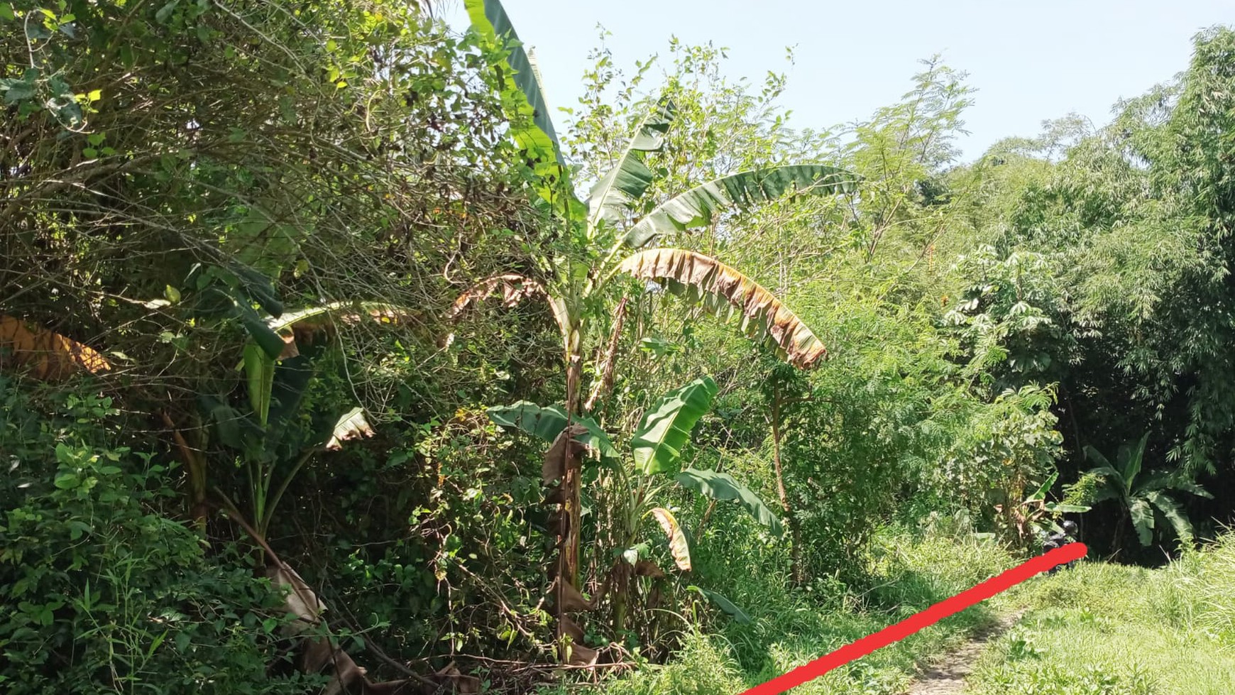 Tanah Sawah Luas 4400 Meter Persegi Lokasi Dawung Tegalrejo Magelang