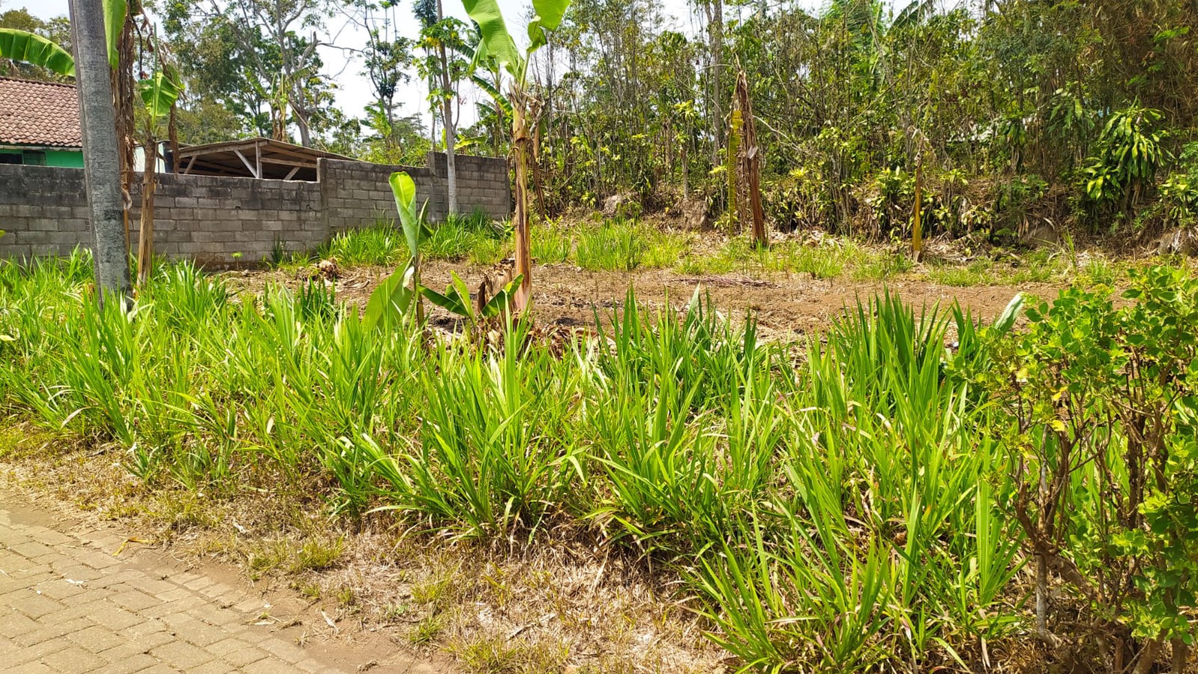 Di Jual Tanah SHM Dekat Dengan Agrowisata Teh Wonosari