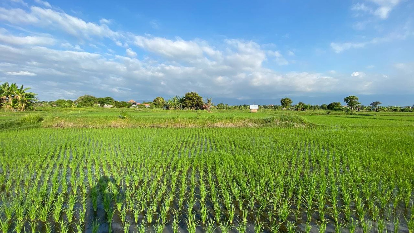 BEACH FRONT LAND LOCATED IN SINGARAJA CITY SIDE