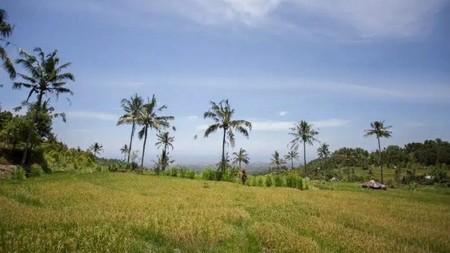 Rice Field View Land For Sale In Singaraja